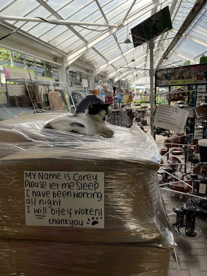 Do Not Disturb The Garden Centre Sleepy Cat