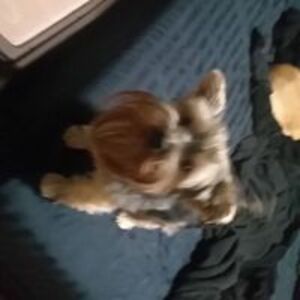 darthdelirious avatar