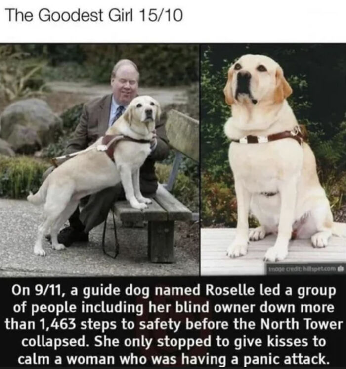 Roselle, Companion: No Stats Needed