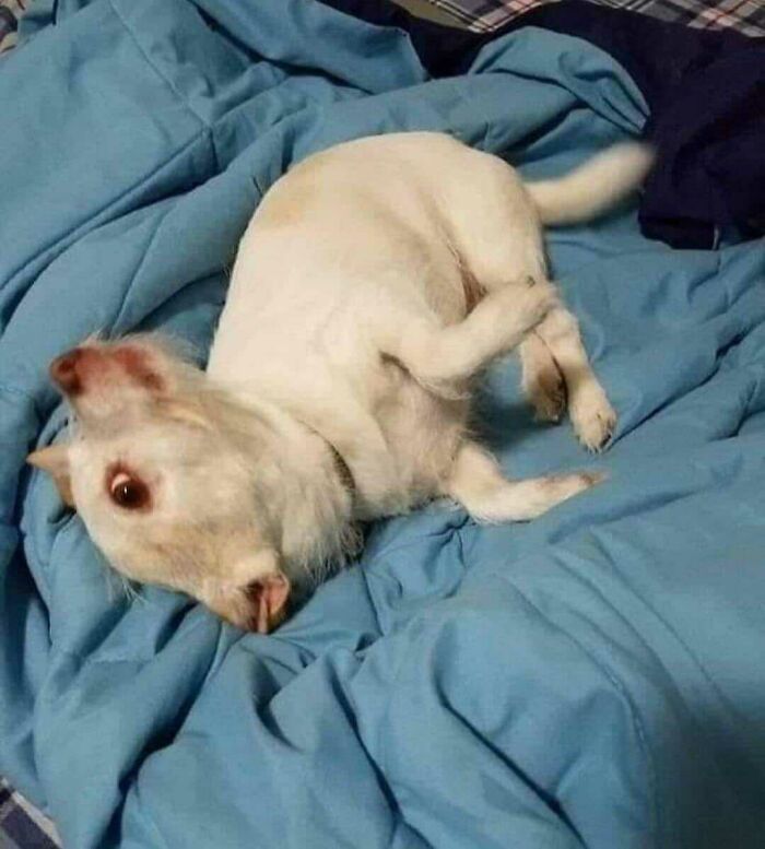 What A Weird Piglet. Wait