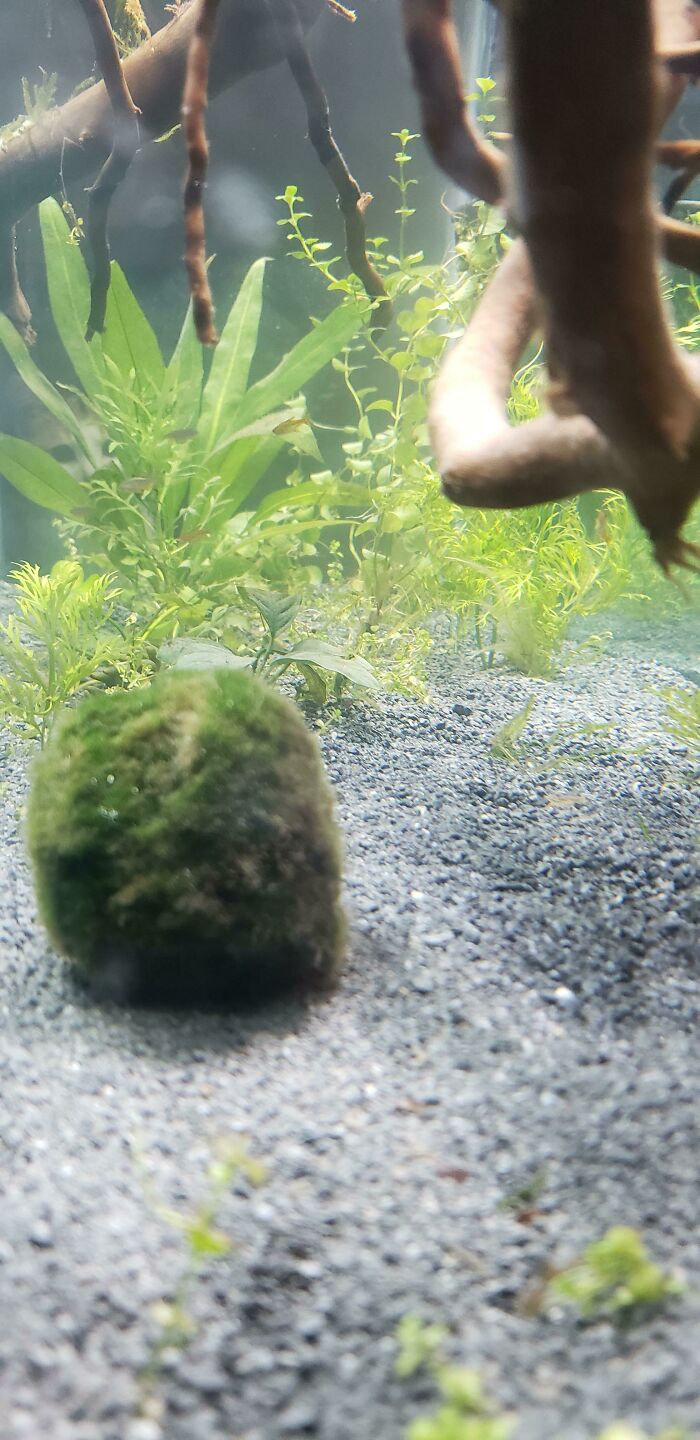 Someone Likes The New Fish Tank