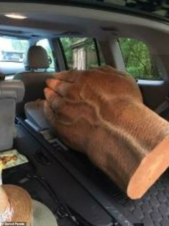 Gigahand: +9000 Unarmed Damage, -300% Speed & Agility