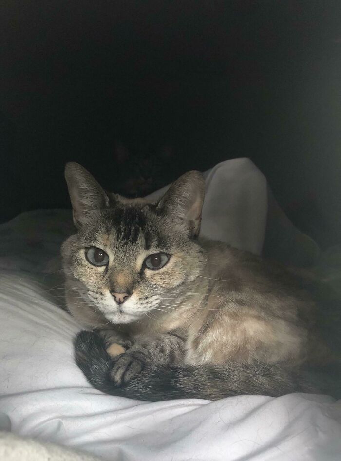 Just A Picture Of My Cat, But When You See It