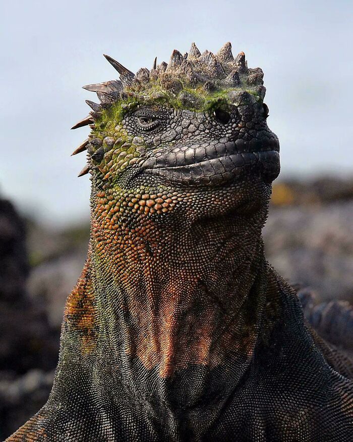 🔥 A Marine Iguana