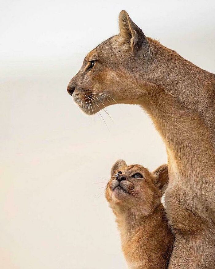 Cachorro de puma admirando a su madre
