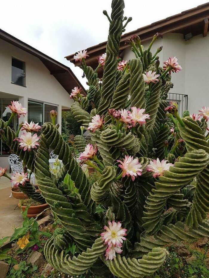 🔥 Spiraling Cactus