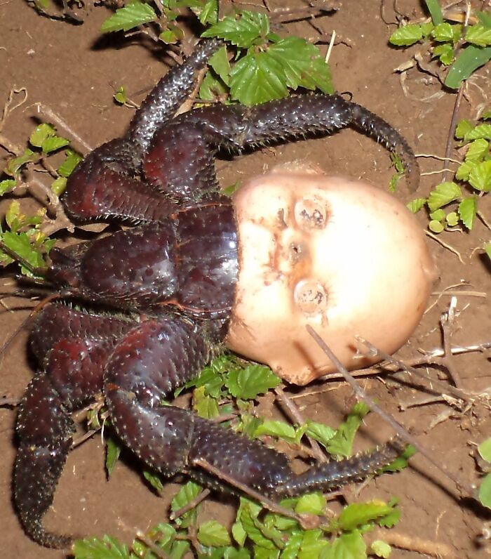 🔥hermit Crab Using A Discarded Doll Head For A Shell🔥