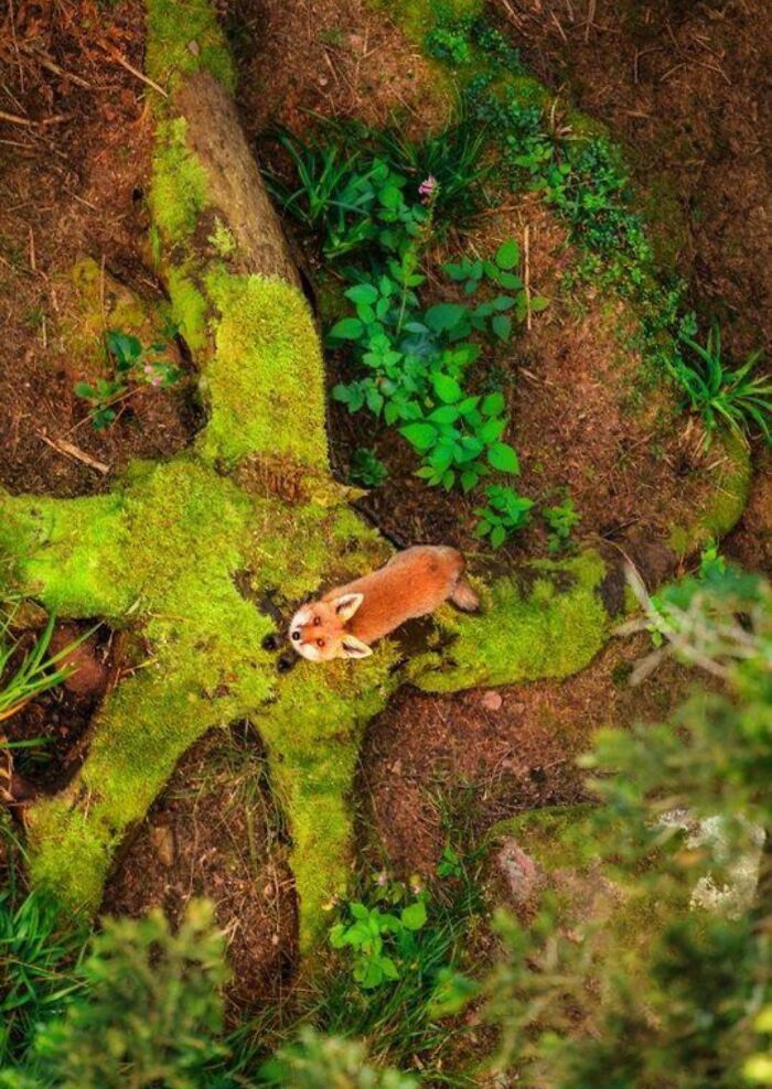 🔥 A Fox Watching A Drone In The Sky