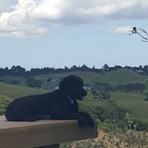 lisakramlinger-lee avatar