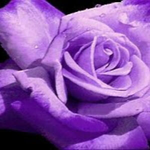 galadethlaernis avatar