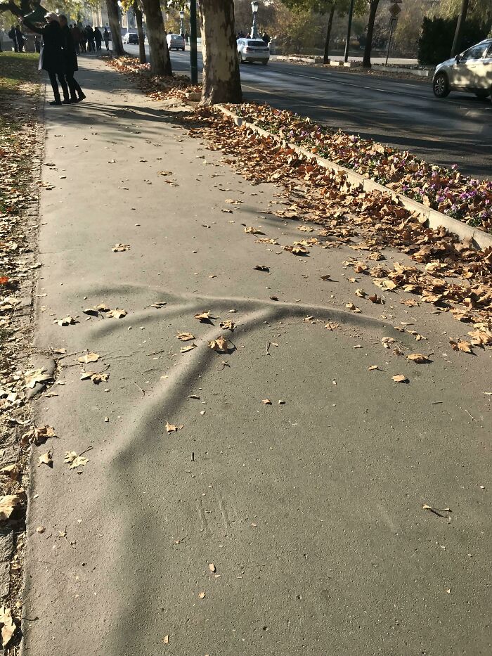 Veiny Sidewalk?!