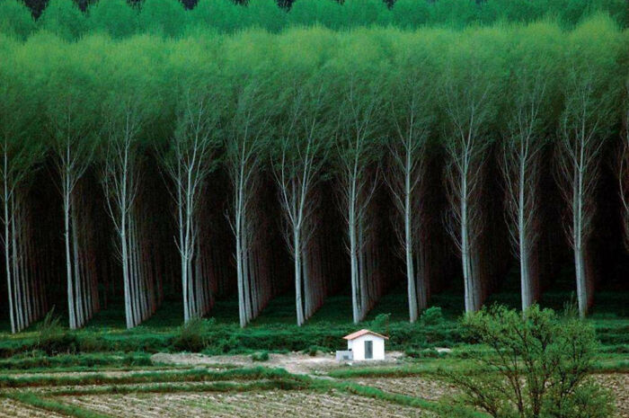 ...the Way These Trees Line Up