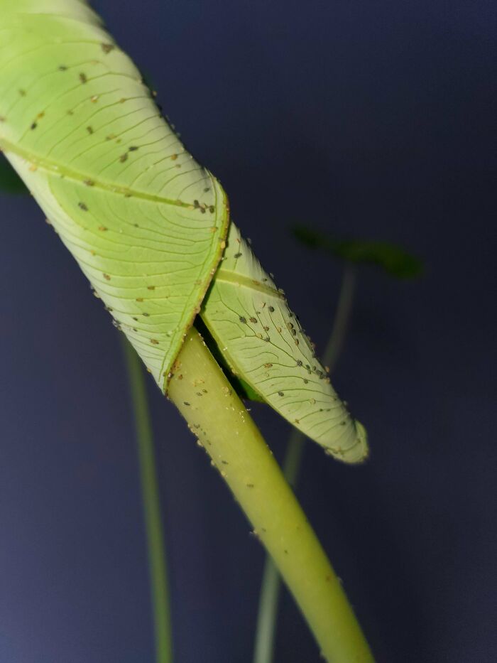 Tiny Bugs Infesting My Giant Elephant Ear Plant