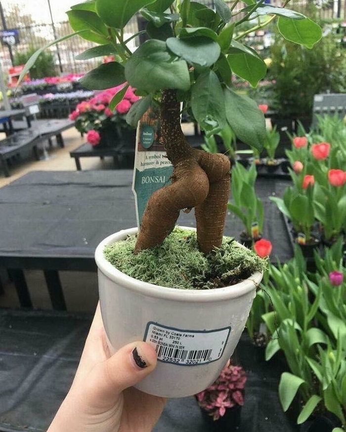 Tree Thot