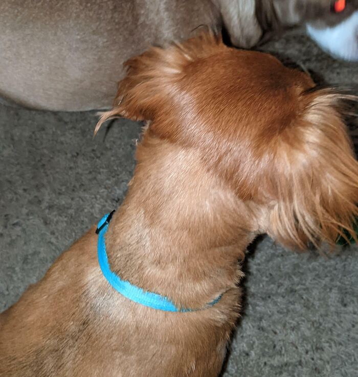 Took My Dog To The Groomer And He Comes Back With A Bowl Cut