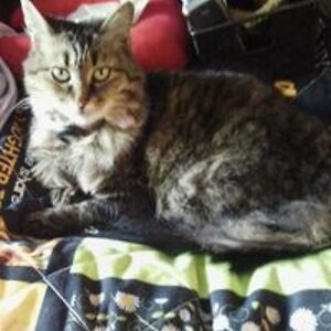 vickie_dewall avatar