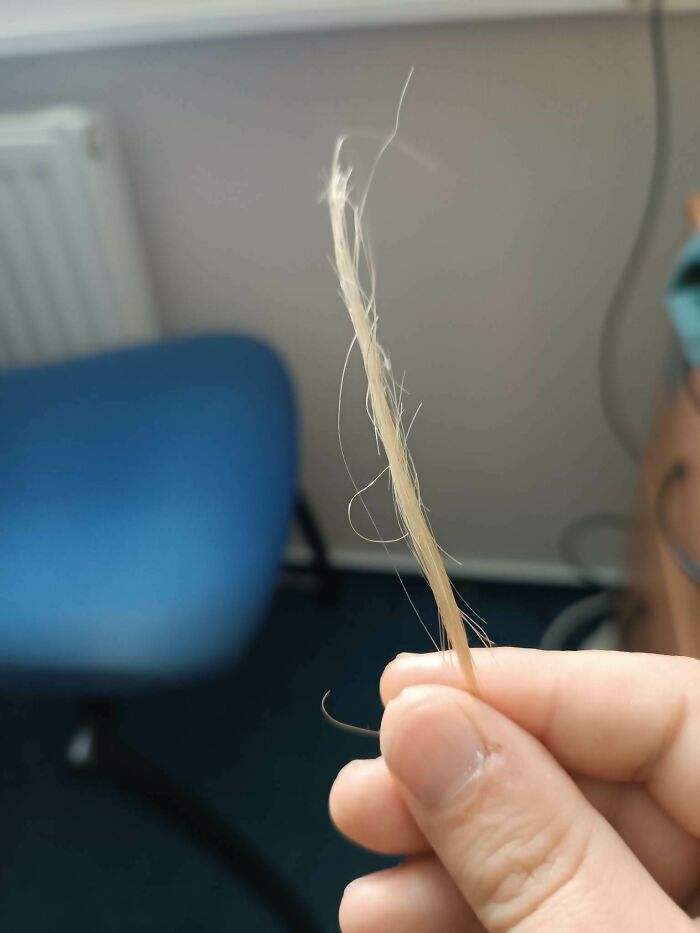 Close-up of a hand holding a thin strand of hair with a blurred blue chair and office background, weirdest pics.