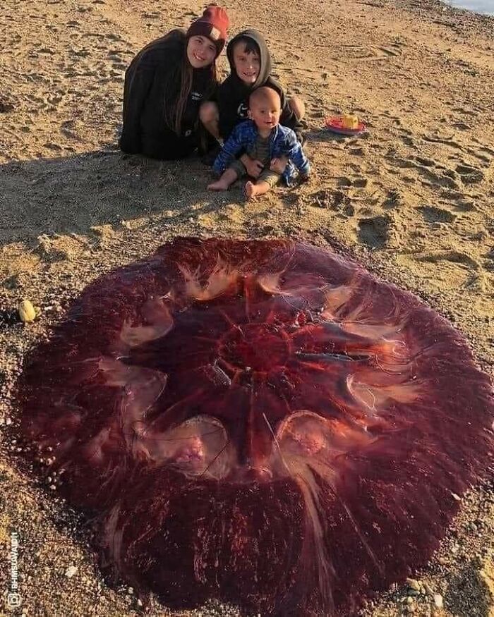Three kids on a sandy beach next to a large, strange-looking translucent jellyfish in a weirdest pics online group post.