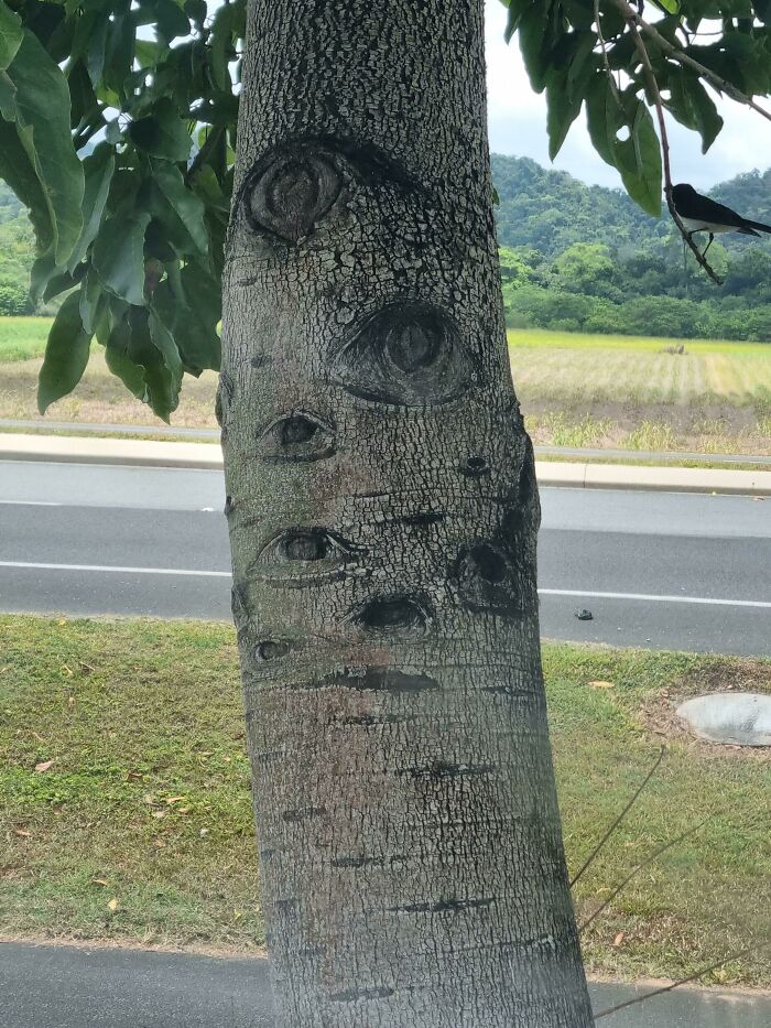 Tree trunk with natural patterns resembling eyes, creating a weird and strange visual effect in an outdoor setting.