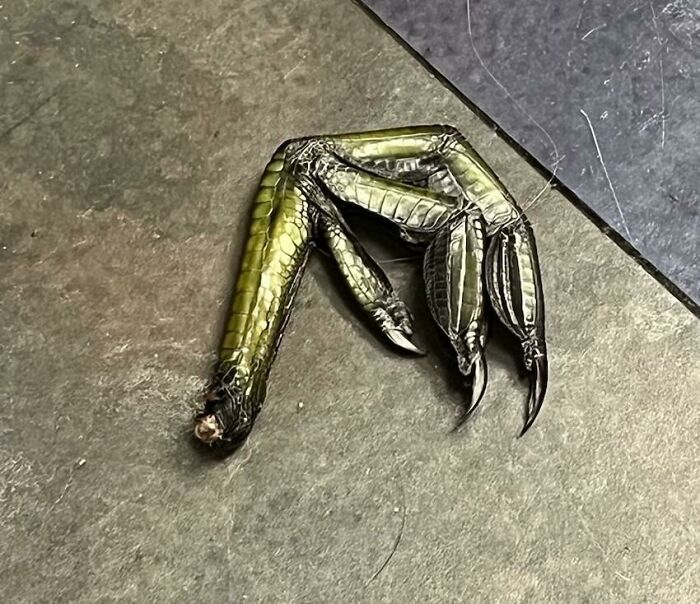 Close-up of a weird claw with sharp nails on a textured surface, featured in a group dedicated to the weirdest pics.