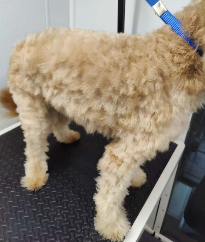 "We Home Groom, But Thought We'd Give A Professional A Try"