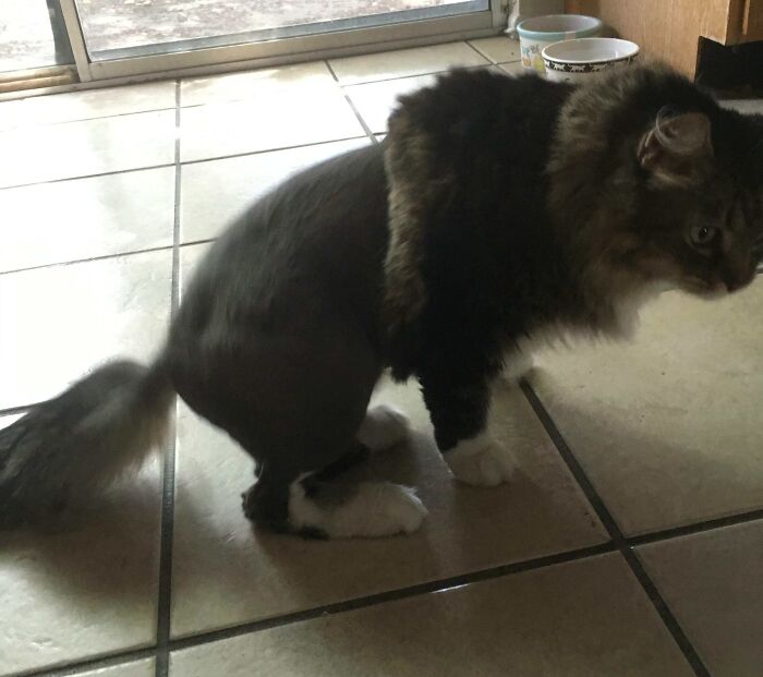 Olive's Fur Got Matted While We Were Out Of Town. Took Her To The Groomer, And This Is The Result