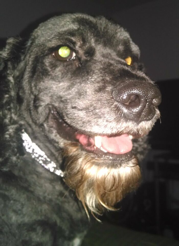 Told The Groomer To Leave Him A Goatee