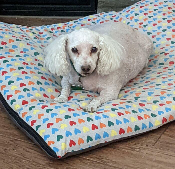 The Importance Of A Good Groomer