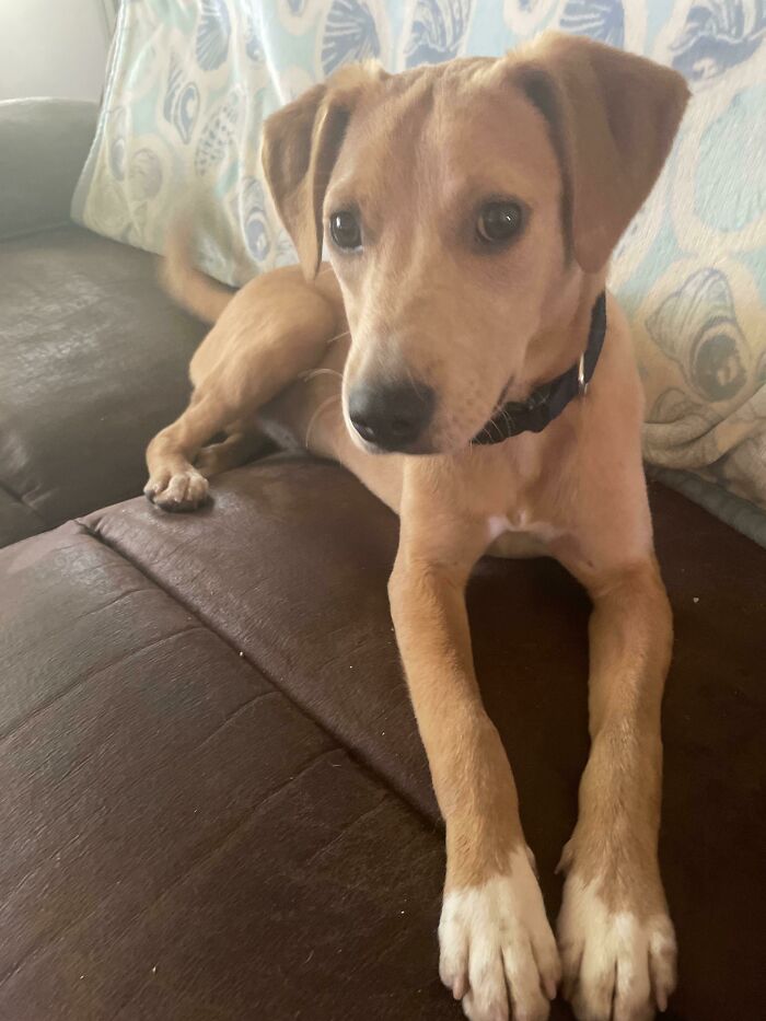 Just Got This Boy From The Shelter