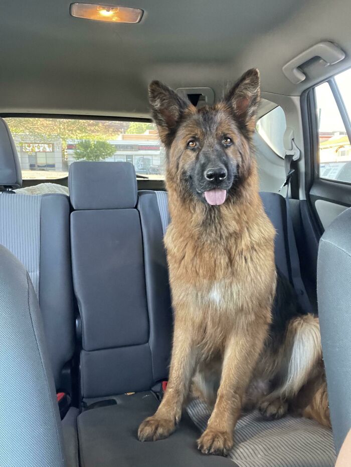 Rescued This Girl Yesterday. She Doesn’t Have A Name. Any Ideas?