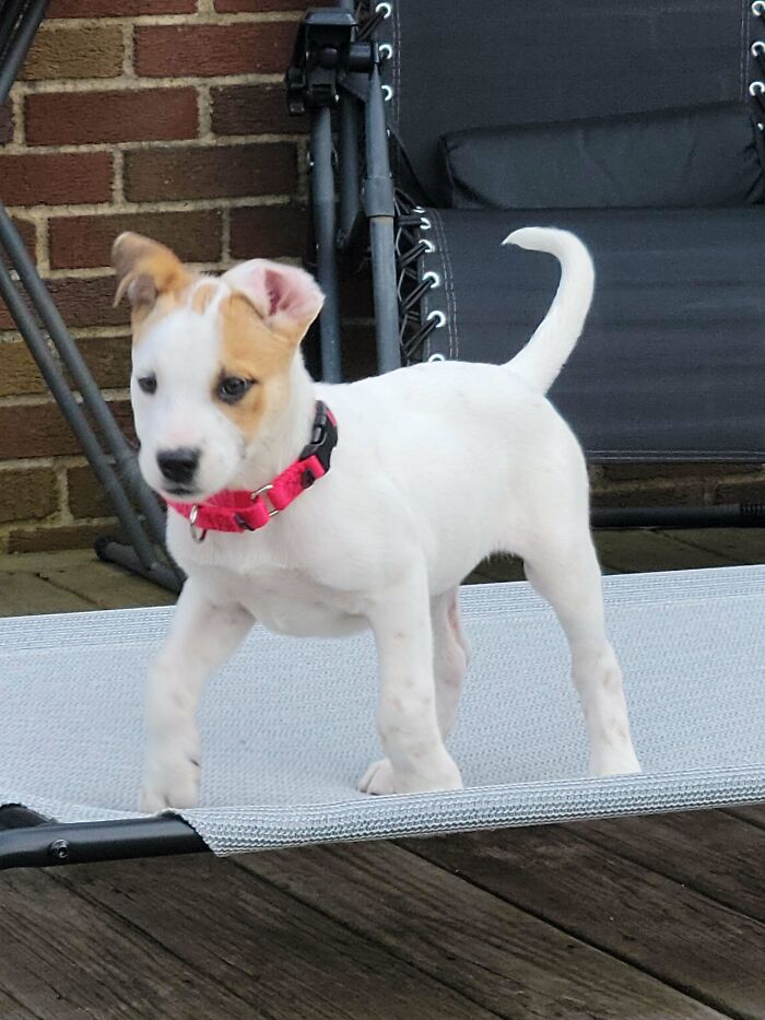 What Kind Of Dog Is This? Adopted This Handsome Boy Today, 2 Months Old, No Idea What He Is. He's Pretty Big For His Age (11lbs), Not A Small Breed