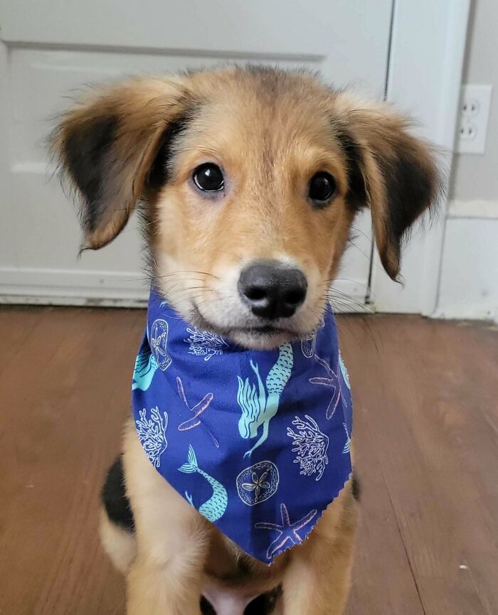 Hades The Rescue Pup And Goofball