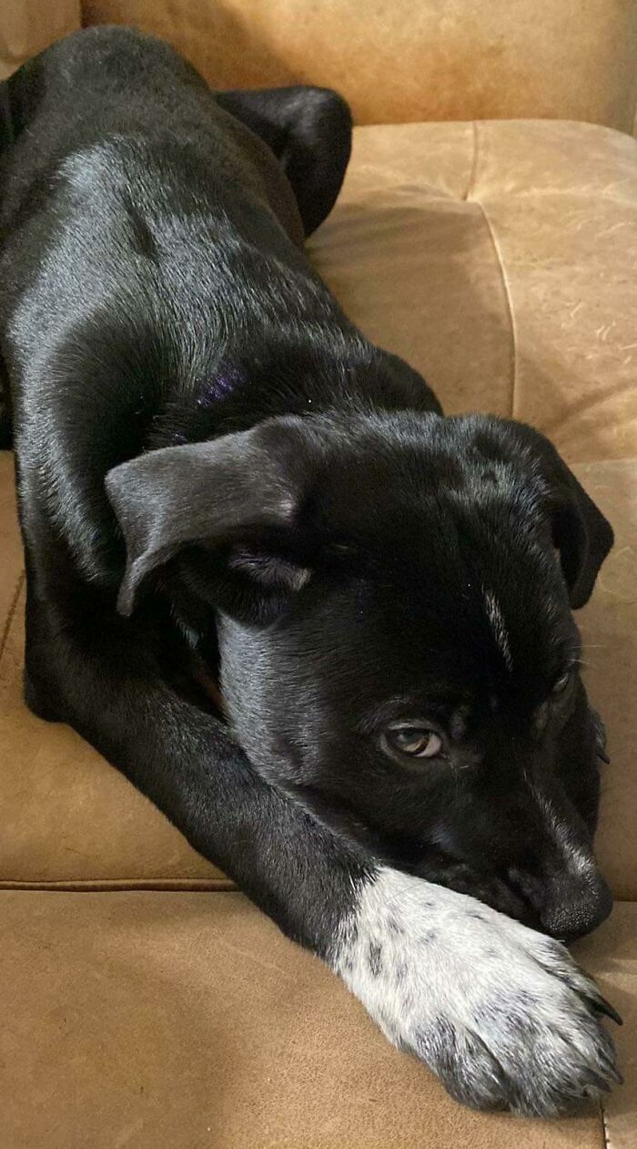 Newly Adopted. So Timid But Such A Sweetheart!