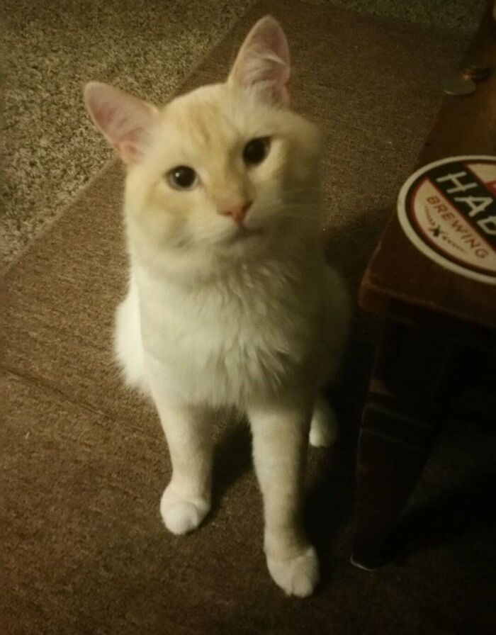 Happy 5th Gotcha Day To This Handsome Devil!