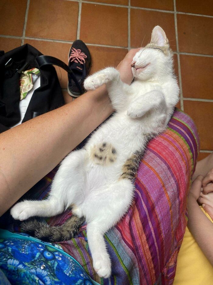 Look At This Little Cookie On His Stomach! Adopted Him Yesterday And Love Him So Much Already