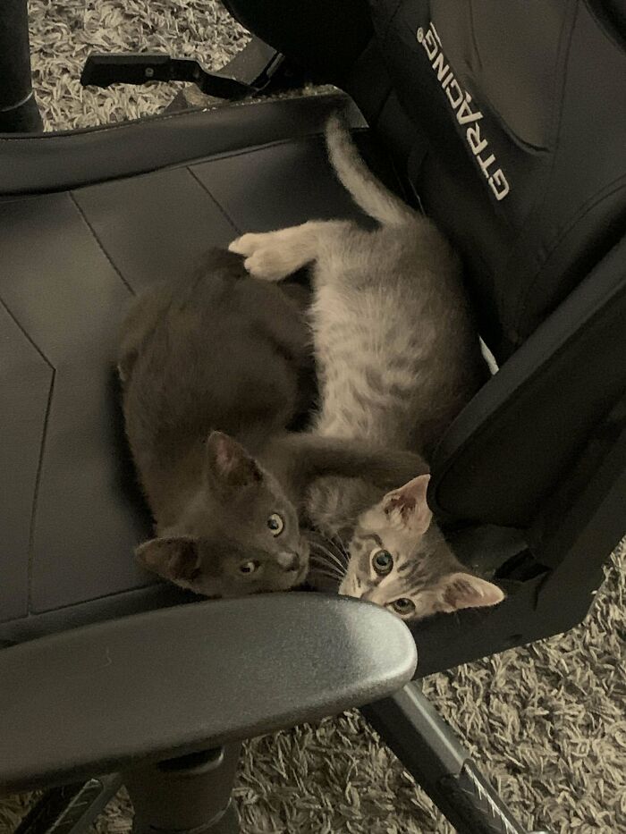 First Time Adopting, Two Brothers, They Wont Leave My Sight When I Use The Restroom?