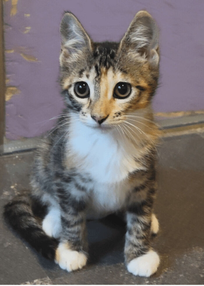 Just Adopted My First! Meet Soma