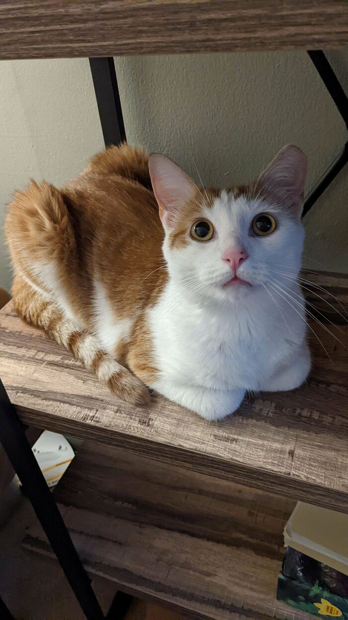 Just Got A New Cat. What To Name Him