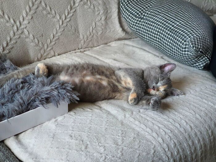 Our First Kitty And Really Overwhelmed By Her Love.. This Is Her After The First Hour Of Exploring And Playing 