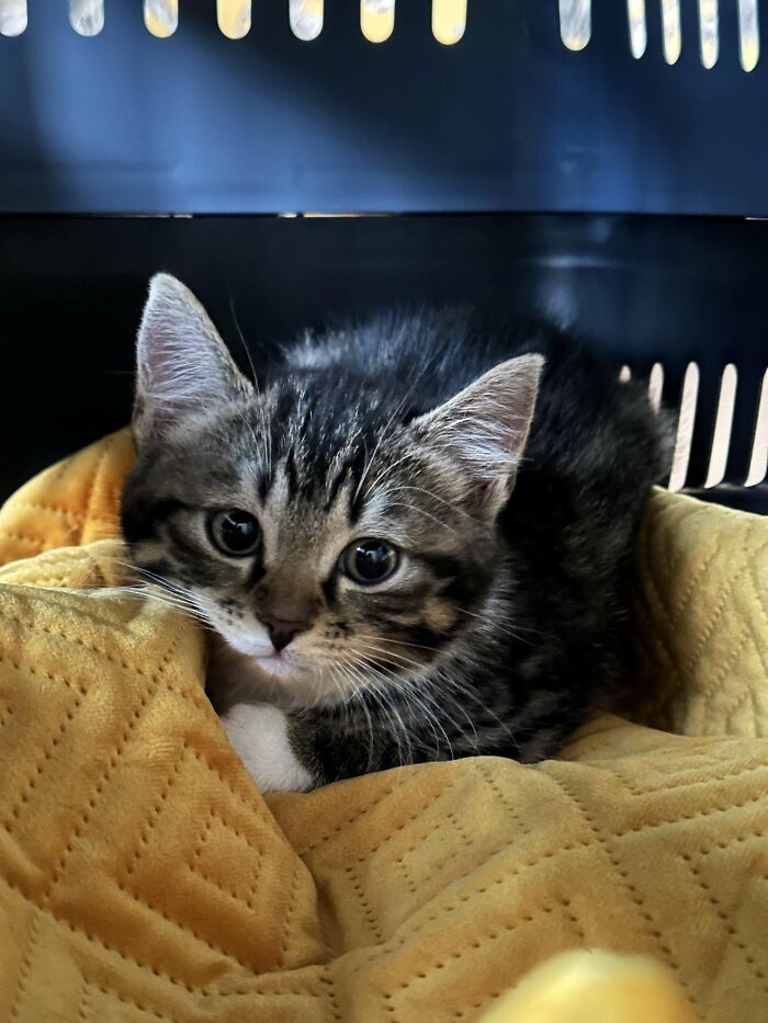 I Already Had My Girlfriend's Cat Living With Me, But Finally Adopted My Very Own Kitty Cat. Meet Frodo!