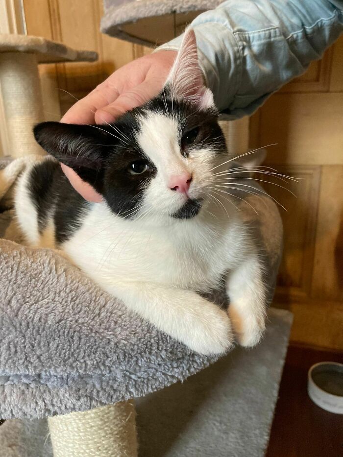 Name Needed For New Kitty