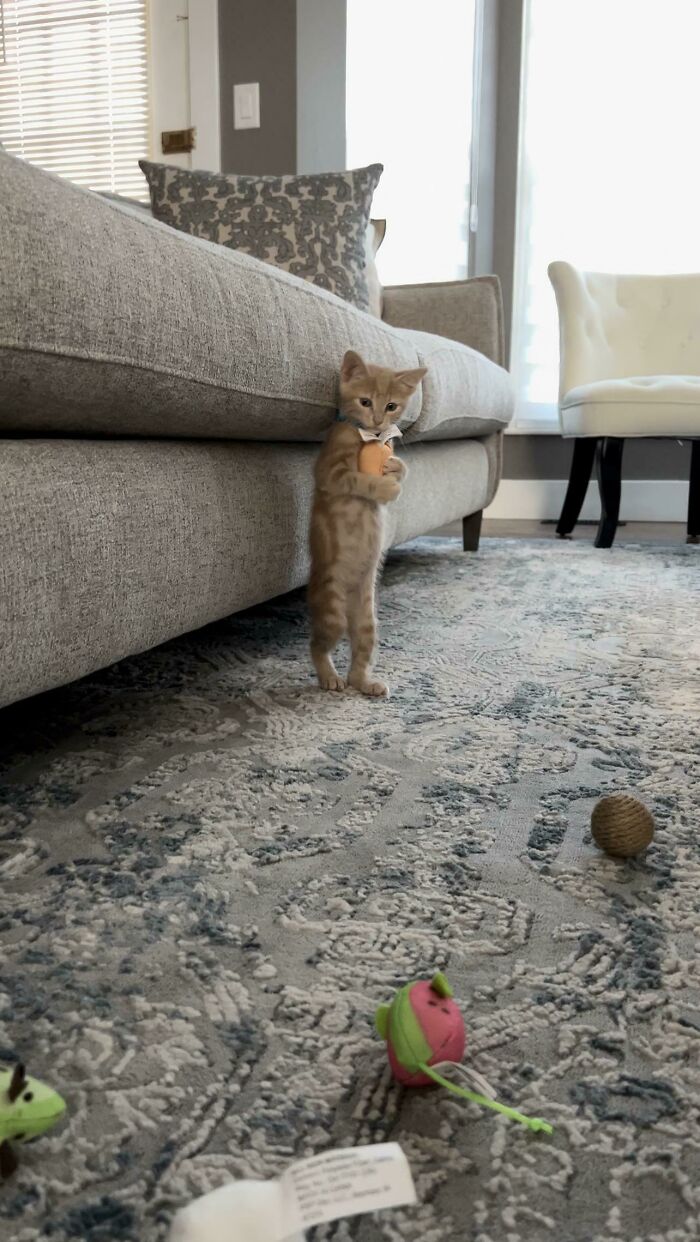 Brought My Best Friend Home. He Decided He’d Like To Pose For My Picture 