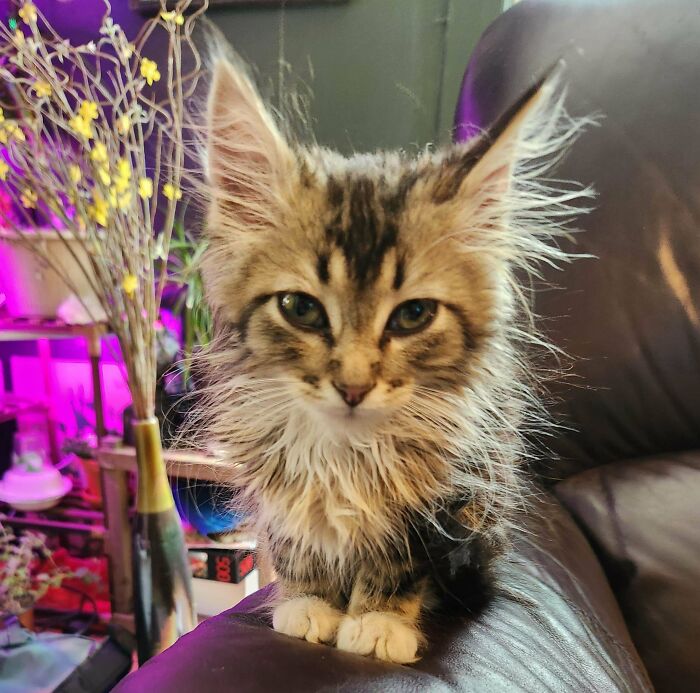 Saved This Little Guy Over The Weekend