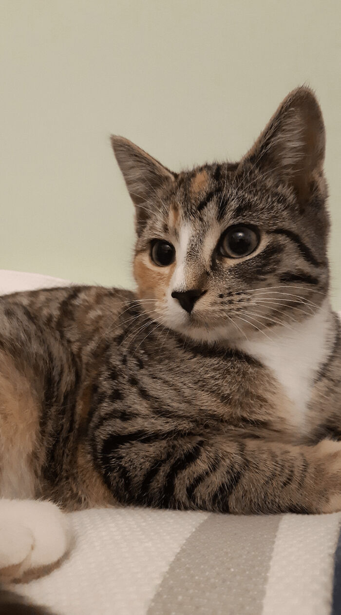 Got A New Kitten Today. Everyone, Meet Bonnie!