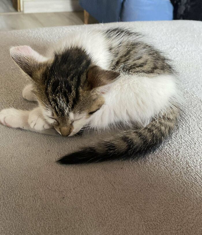 Someone Dropped Off This Cat In My Garden. Guess We Have A New Cat!