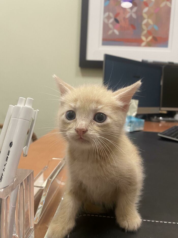 Never Thought I’d Be A Cat Dad