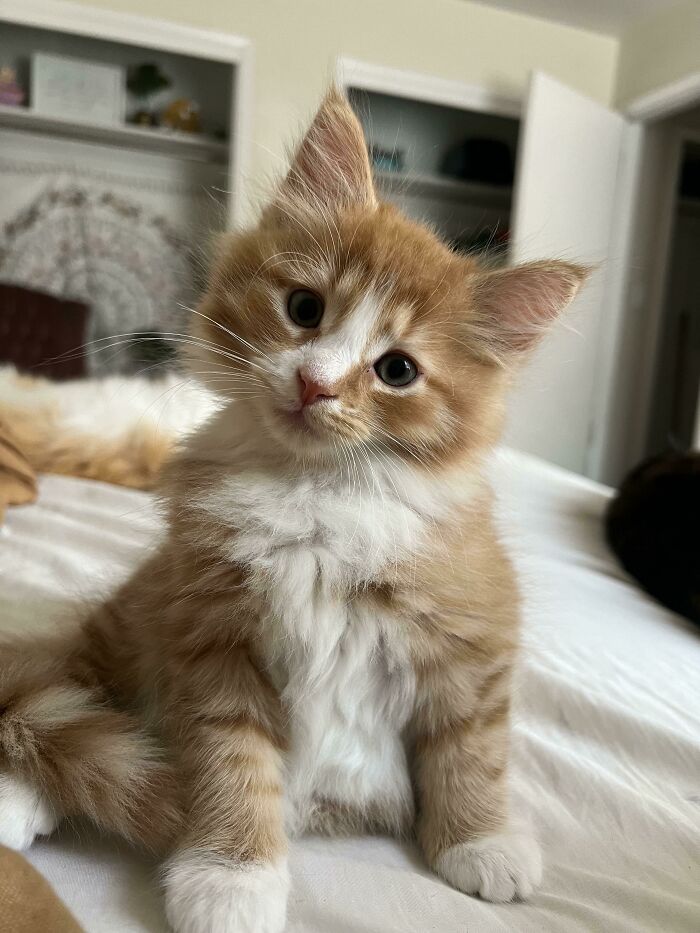 My New Baby, Oatmeal