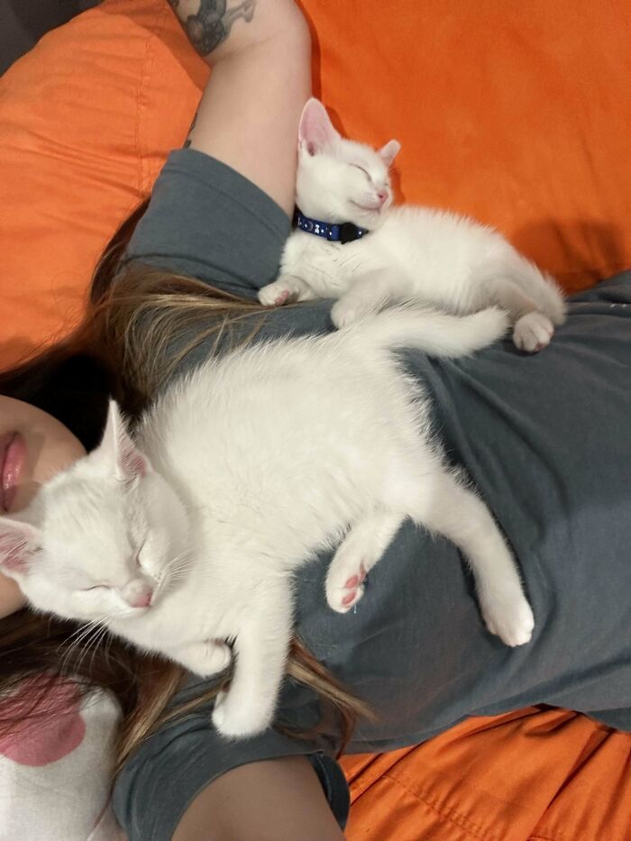 Adopted 2 Brothers The Other Day And This Is How It’s Going