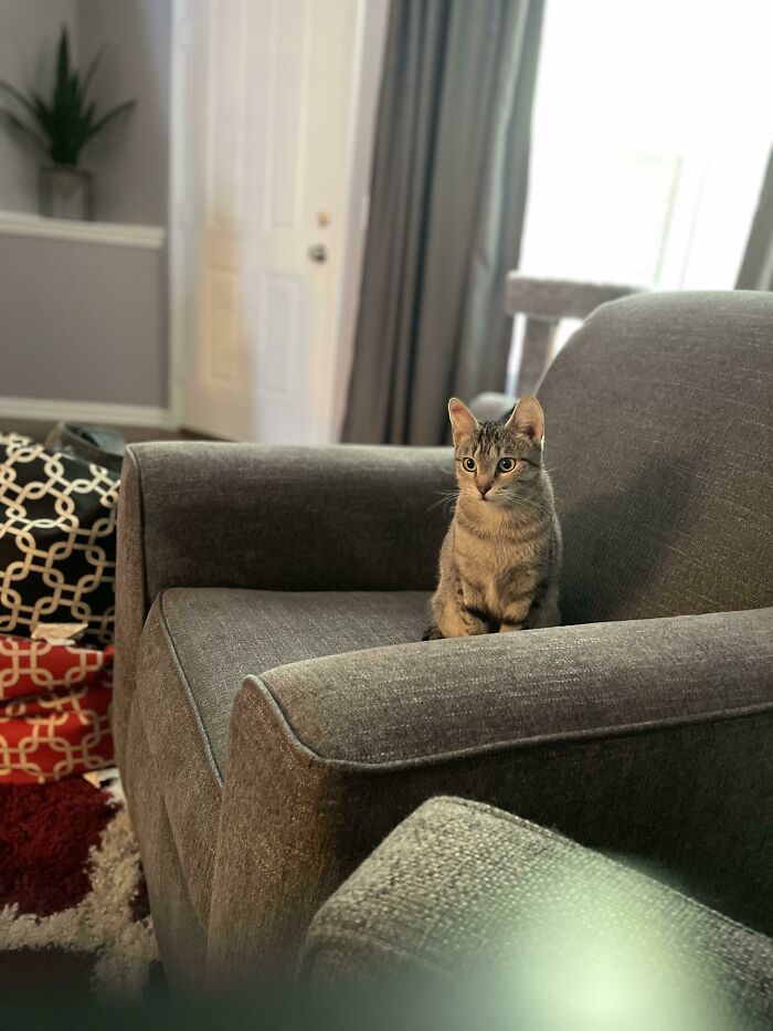 After Years Of Wanting A Cat, I Finally Adopted One Last Week. This Is Lola! She’s The Best