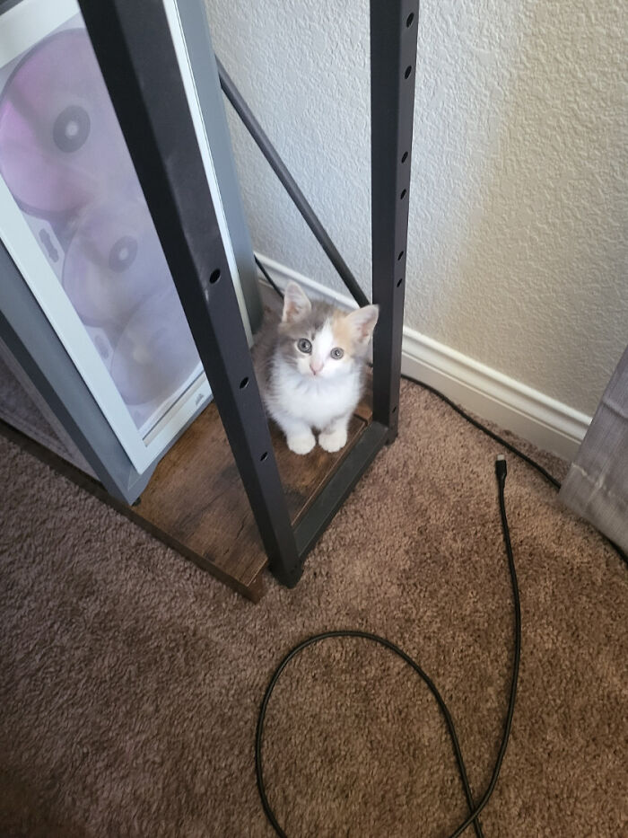 Found Outside A Bestbuy In A Bush, Meet Cinder, Short For Cinderblock